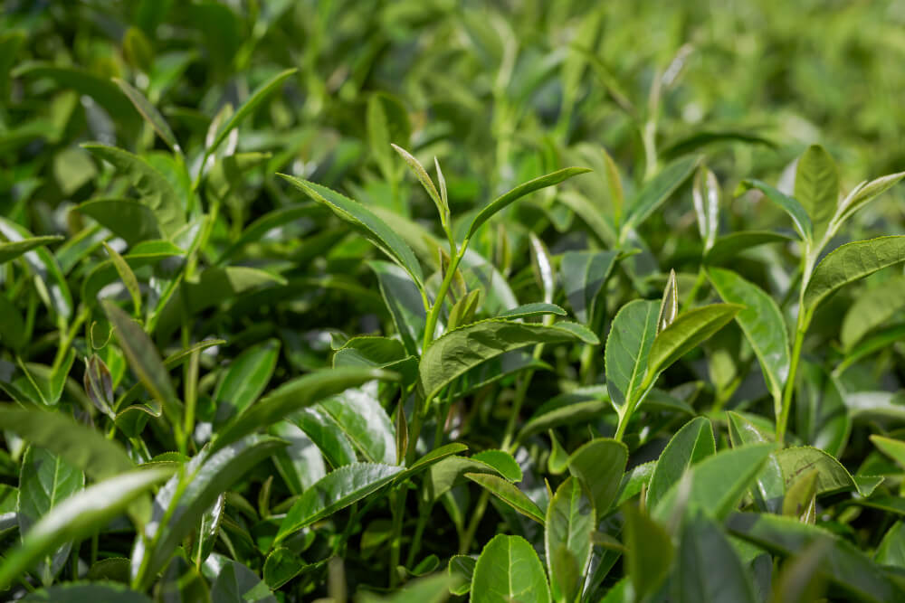 Green tea plantation