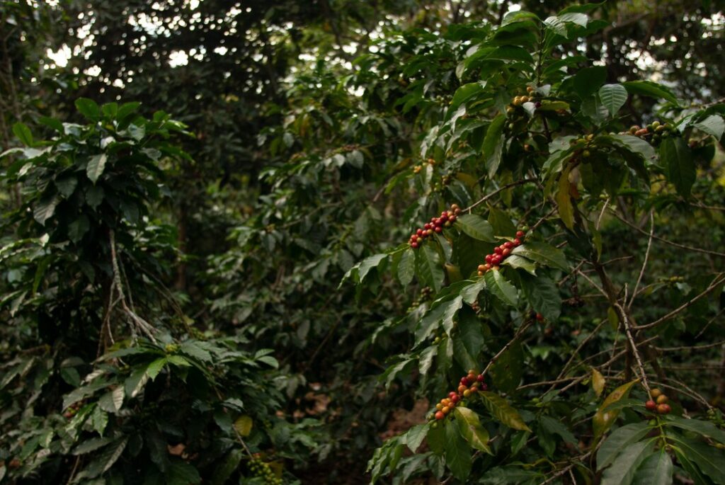 field with Coffee beans tree