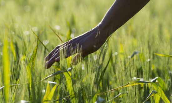 The Most Water-Efficient Crops in the World
