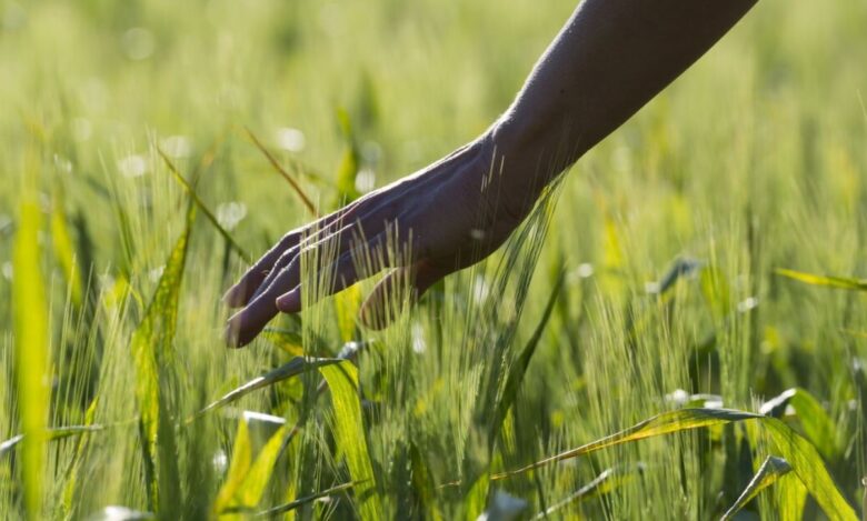 The Most Water-Efficient Crops in the World